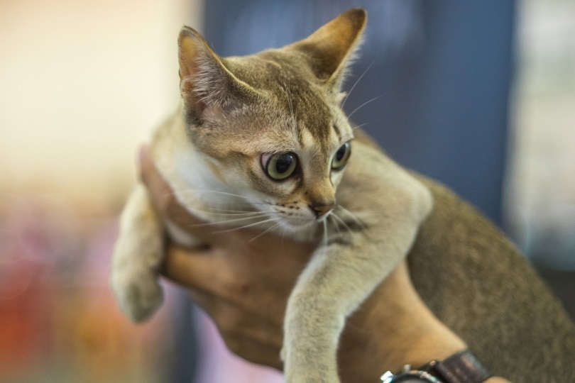 singapura cat price