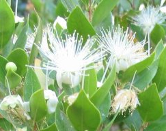 myrtle flower symbolism in the great gatsby