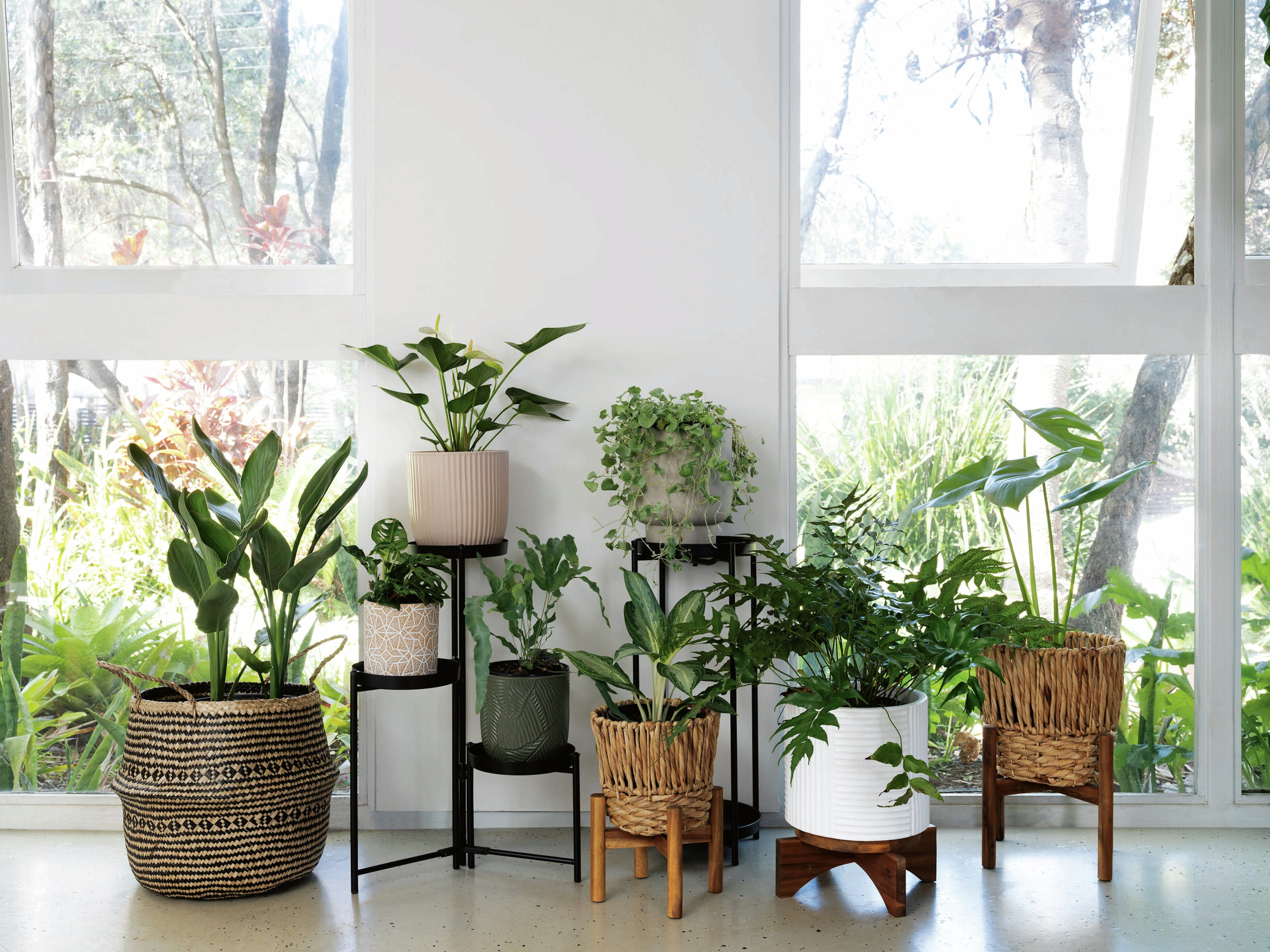 indoor plants bunnings