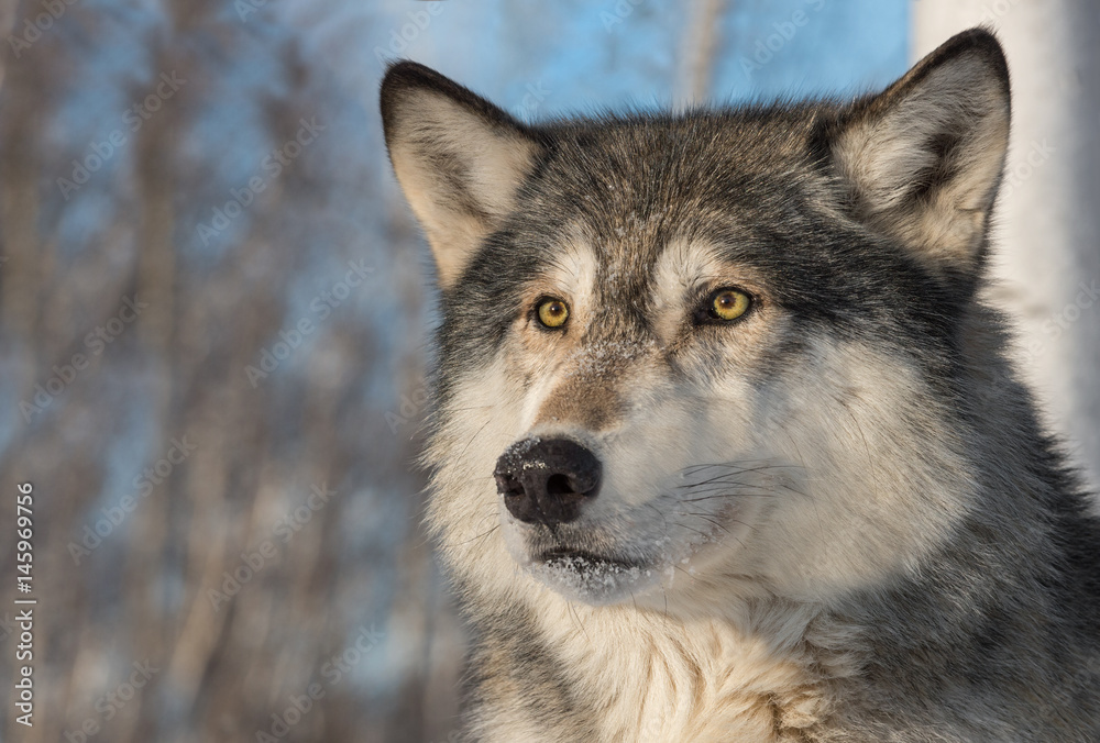 wolf ears