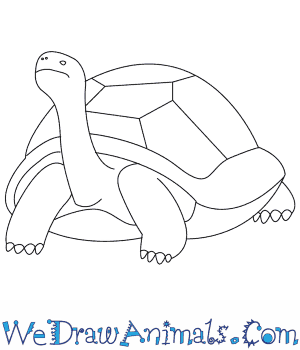 tortoise drawing easy