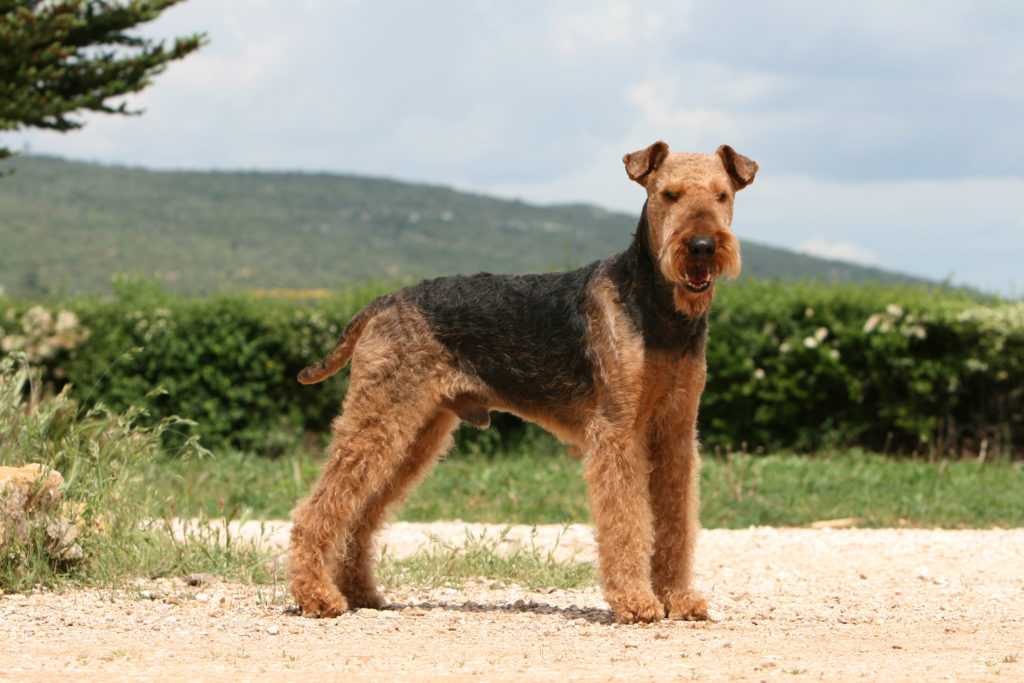 airedale terrier dog