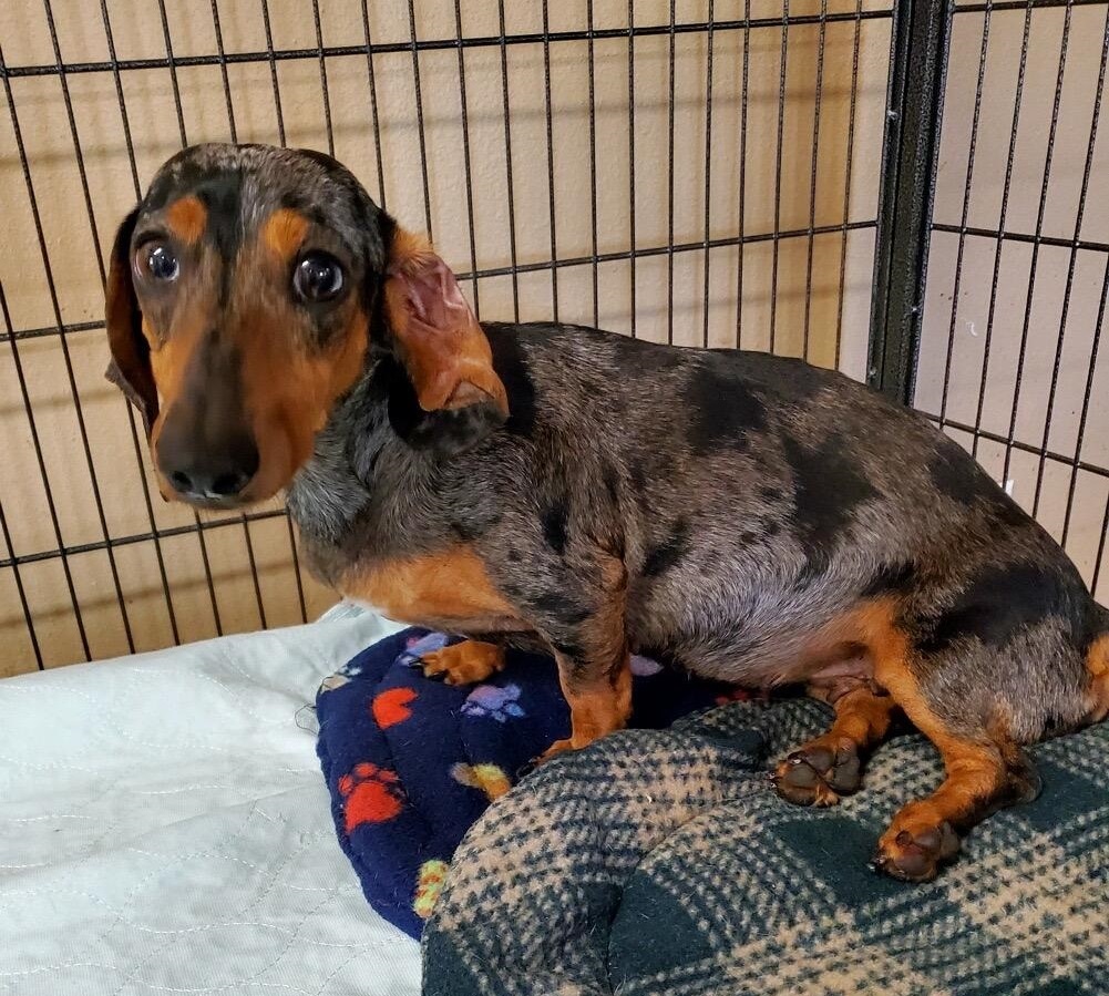 weenie dog rescue