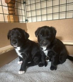 lurcher pups for sale