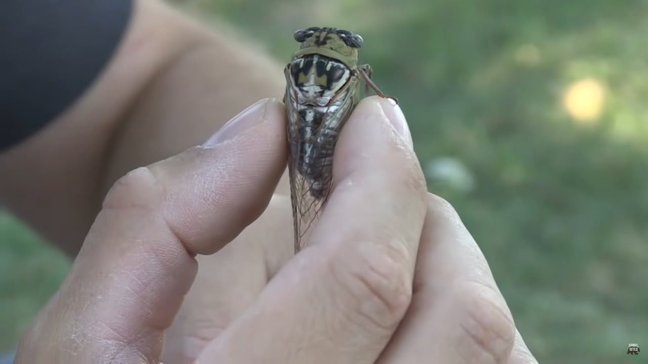 youtube cicada sound