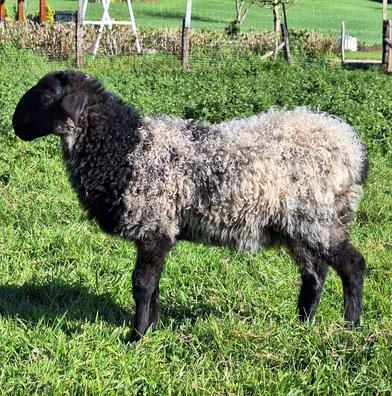 venta de ovejas en cantabria