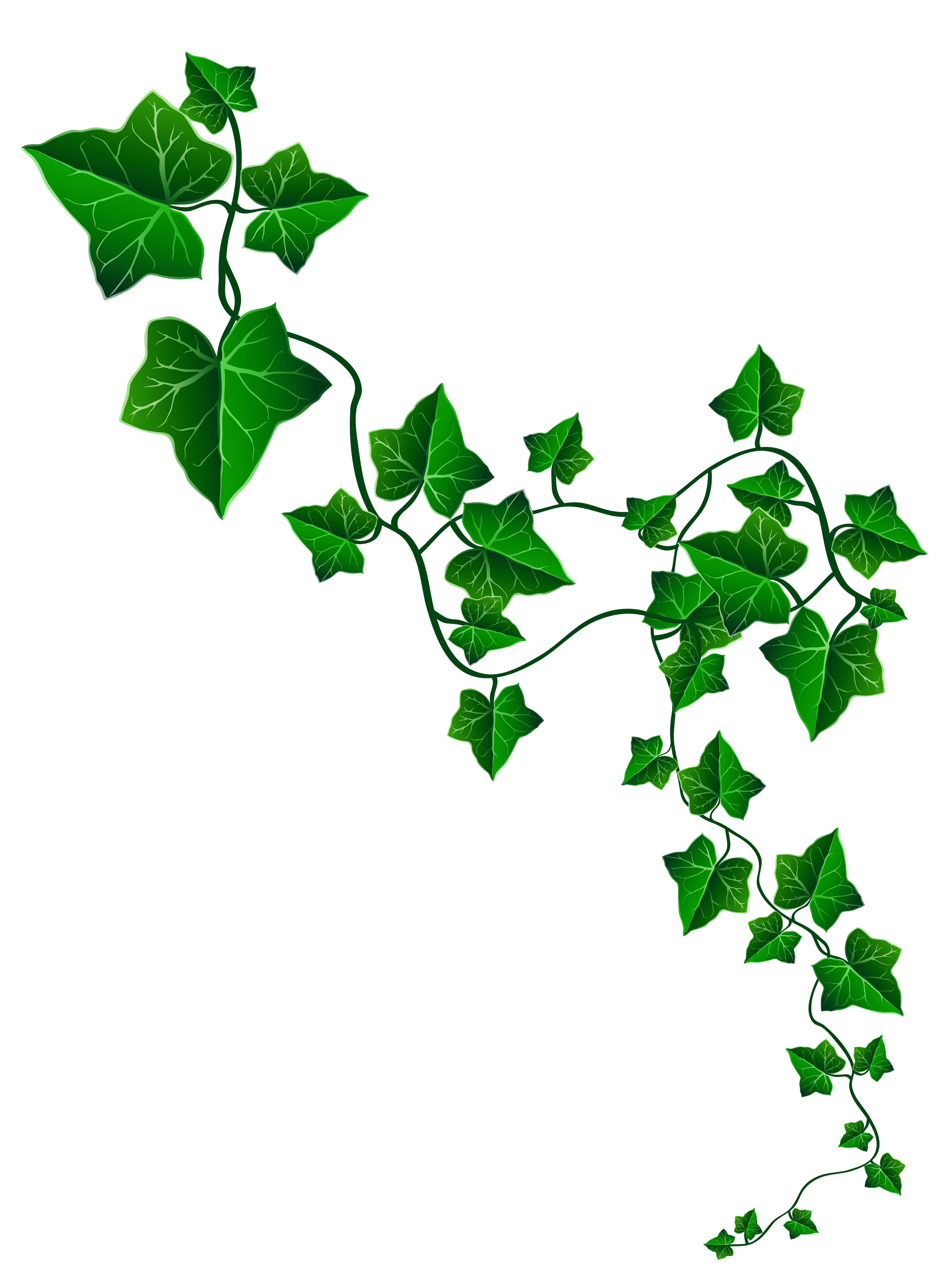 ivy clipart