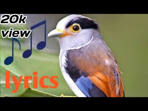 morning birds ringtone free download