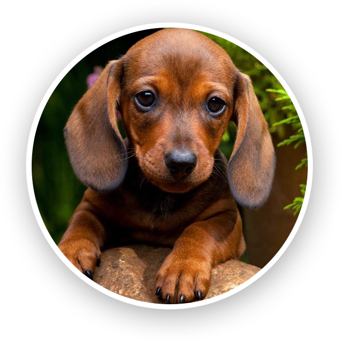 dachshund breeders near me