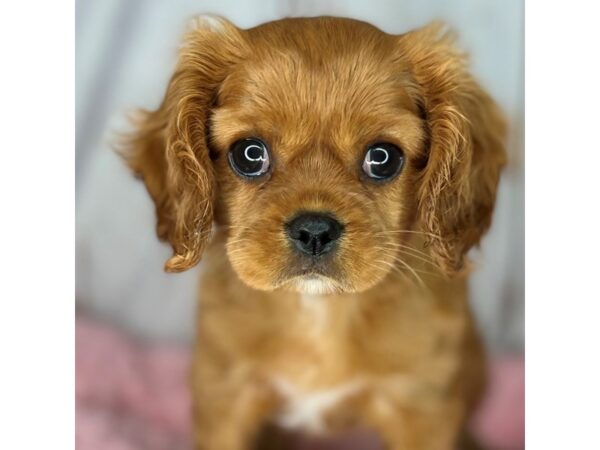 ruby king charles spaniel