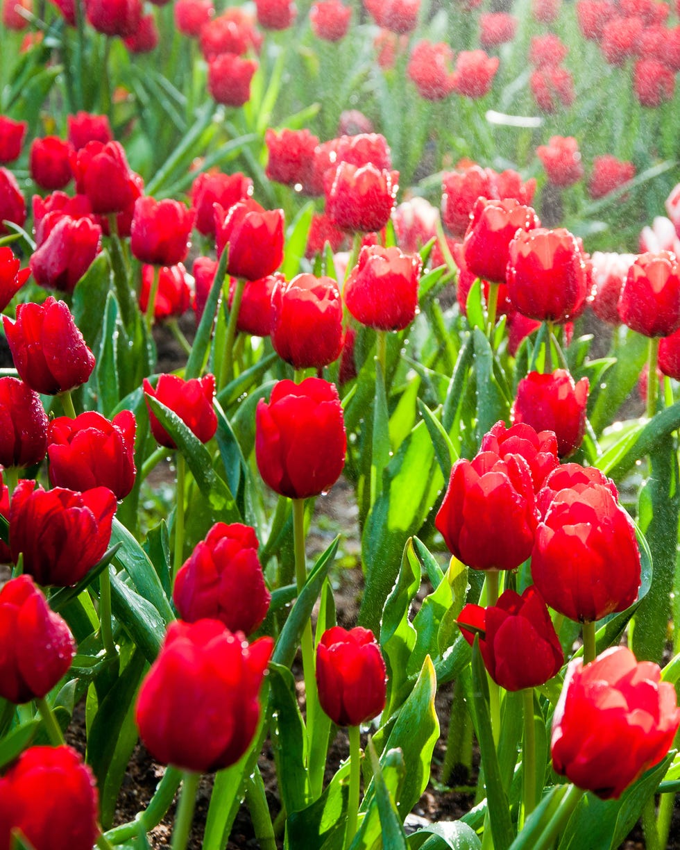 red flowers pics