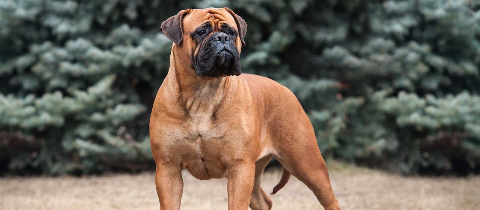 bullmastiff for sale