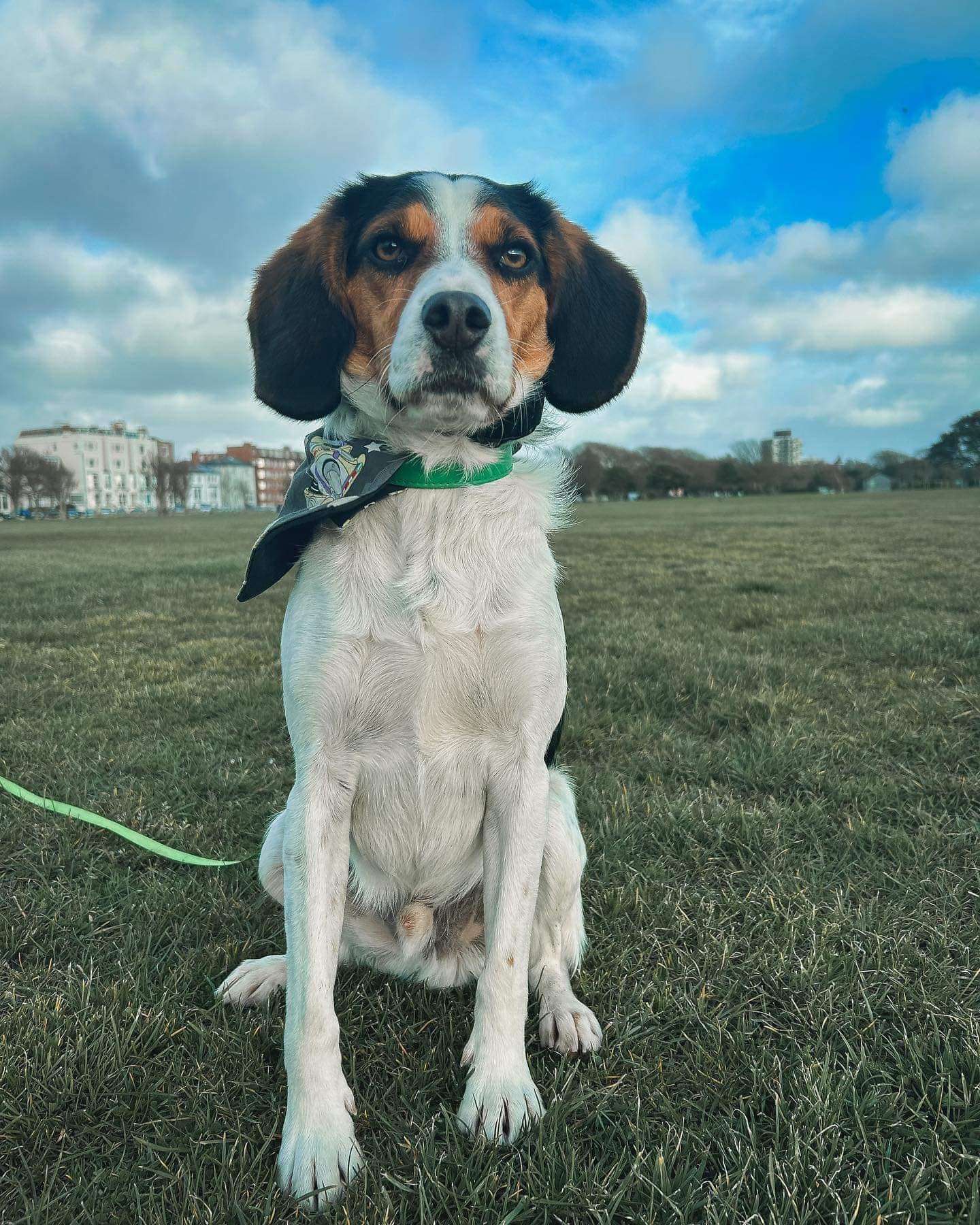 cocker spaniel beagle mix