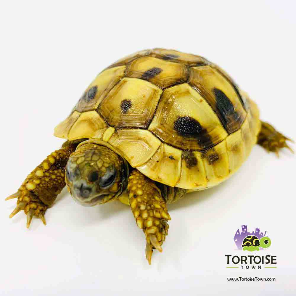 hermann tortoise for sale near me