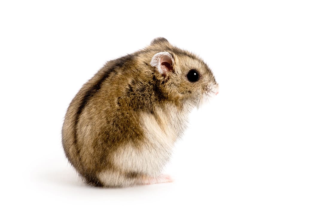 petco hamster