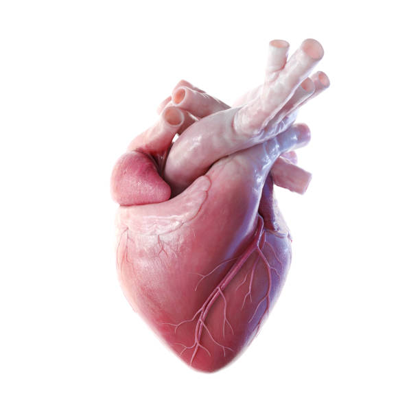 human heart pics images