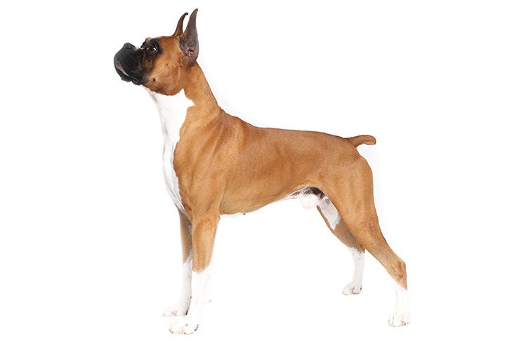 boxer dog full grown