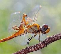 dragonfly vs praying mantis