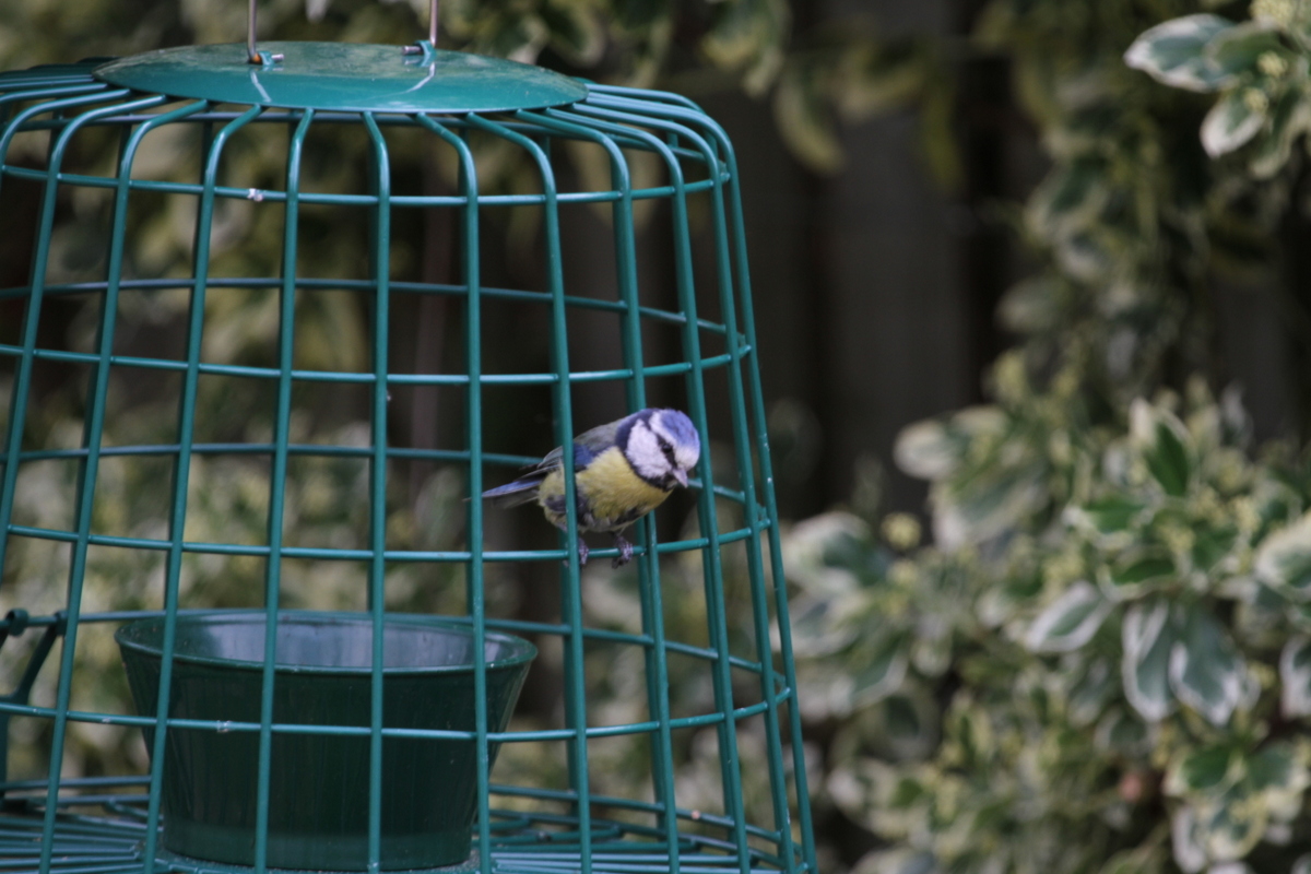 starling proof bird feeder