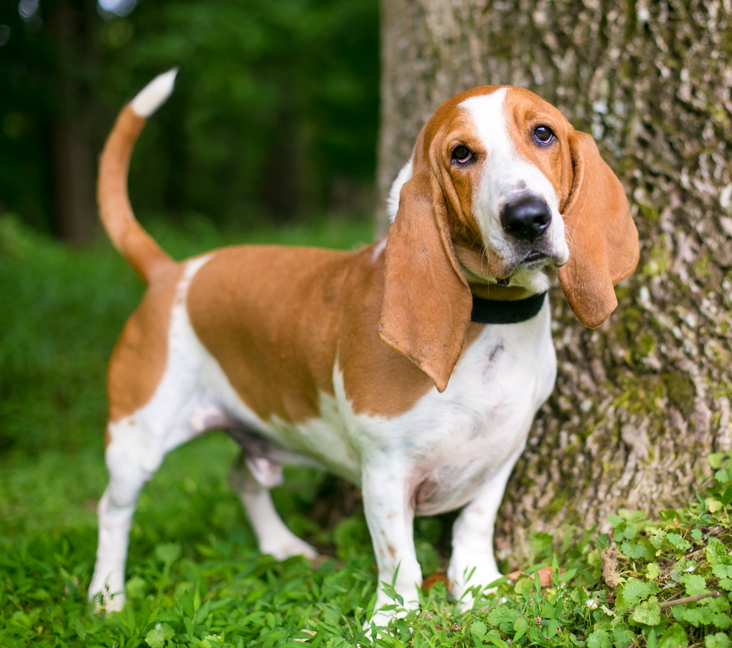 basset hound puppies for sale ontario