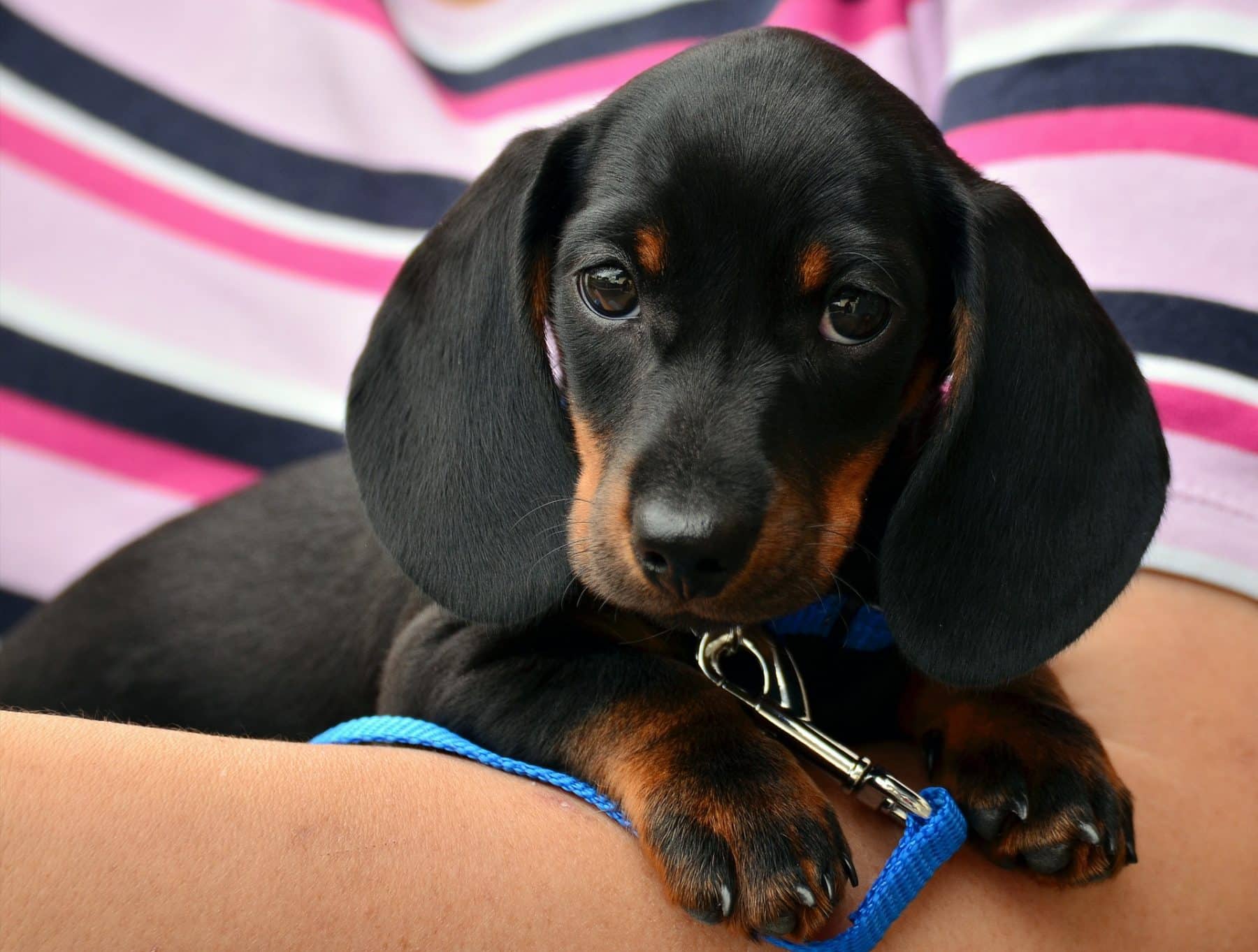 miniature doxie puppies for sale