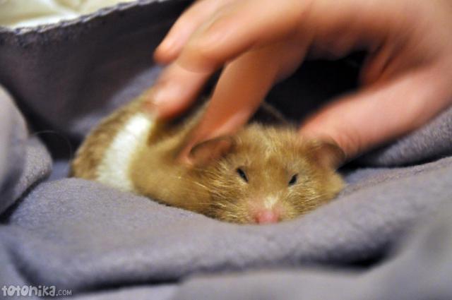 massage hamster