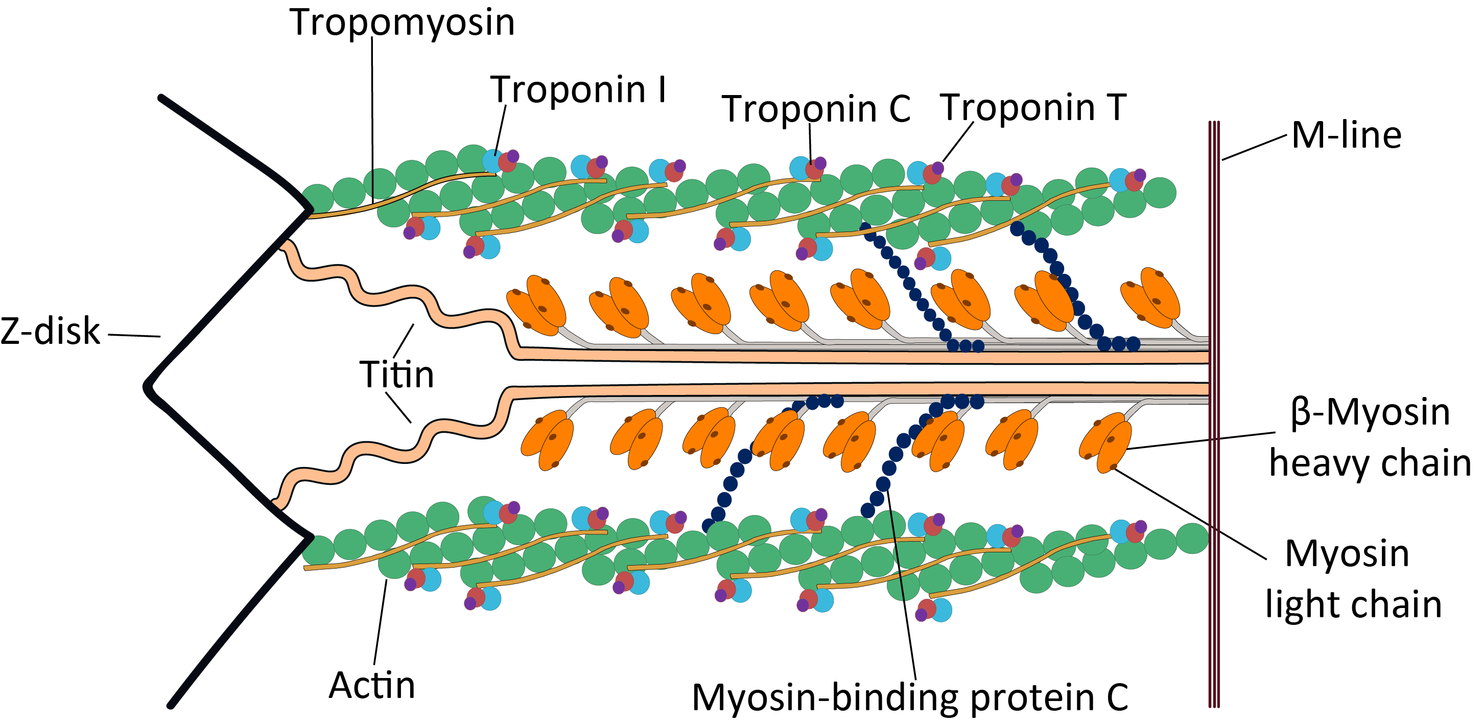 troponin c nedir