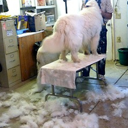 how to groom a great pyrenees