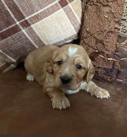 cocker spaniel puppies for sale hampshire