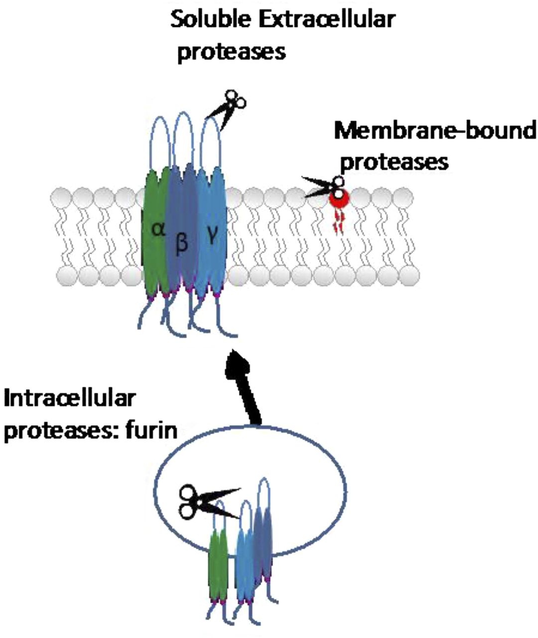 proteinases