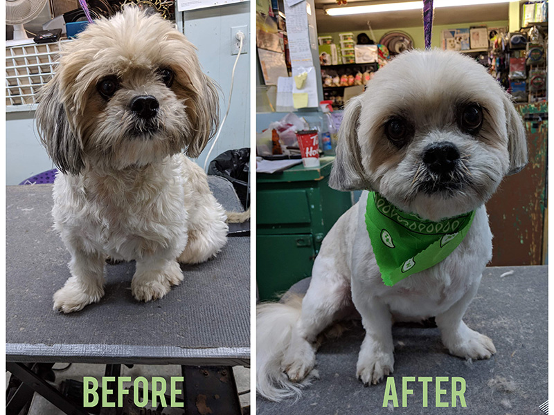 dog grooming aldergrove