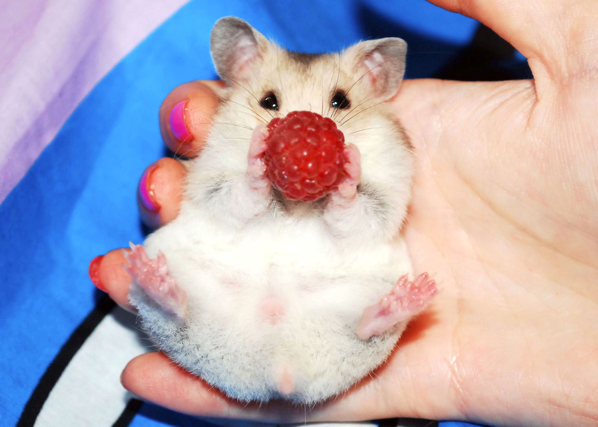 hamster sexing