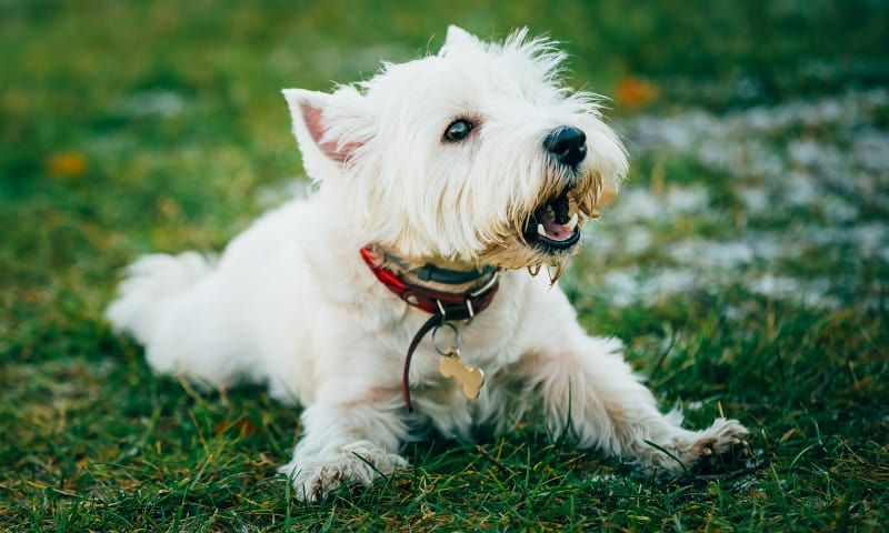 lifespan of westie dogs