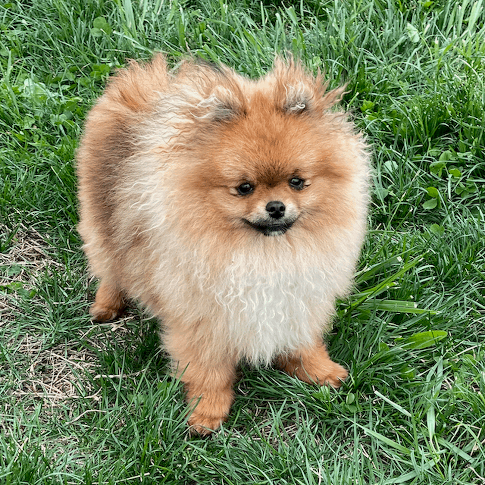 pomeranian puppies for sale in louisiana