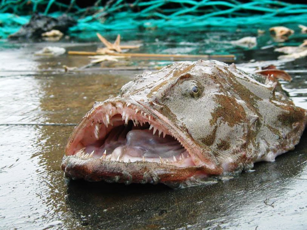 monkfish photos