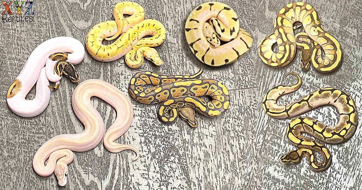 royal python morphs