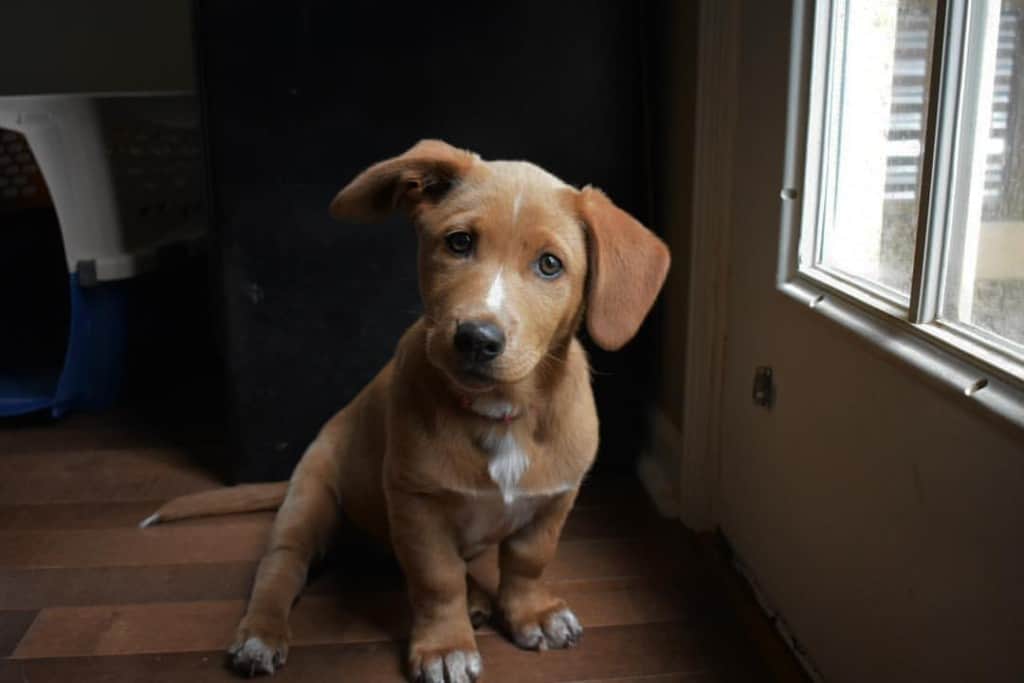 labrador retriever corgi mix