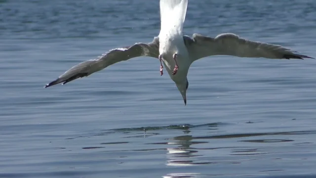 seagulls ne demek