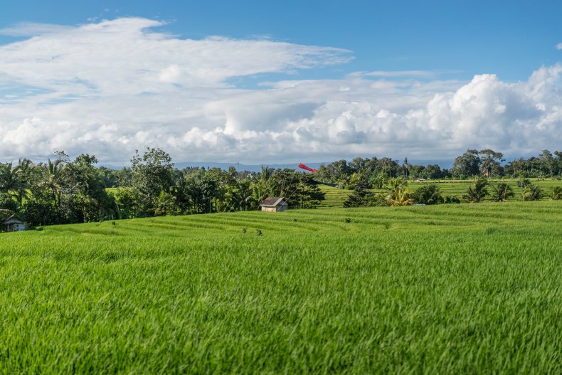 ubud weather forecast 14 days