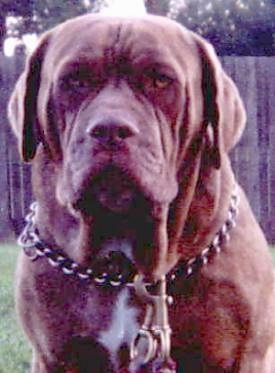 australian bandog