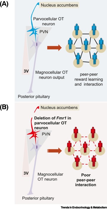 parvocellular neurons