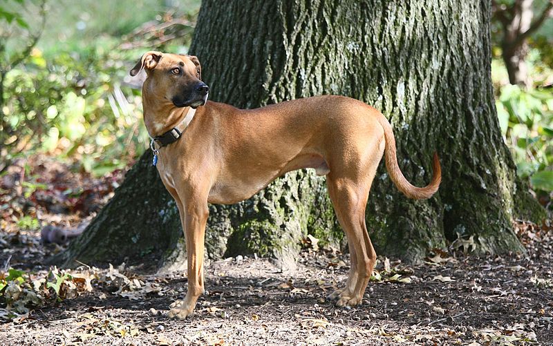 black mouth cur precio