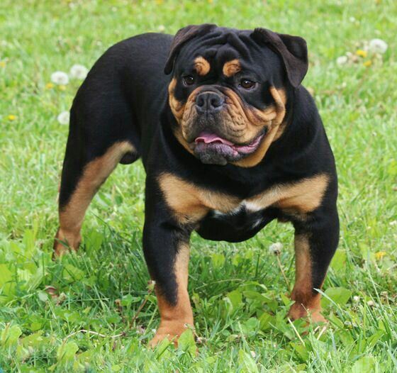 rottweiler bulldogge mix