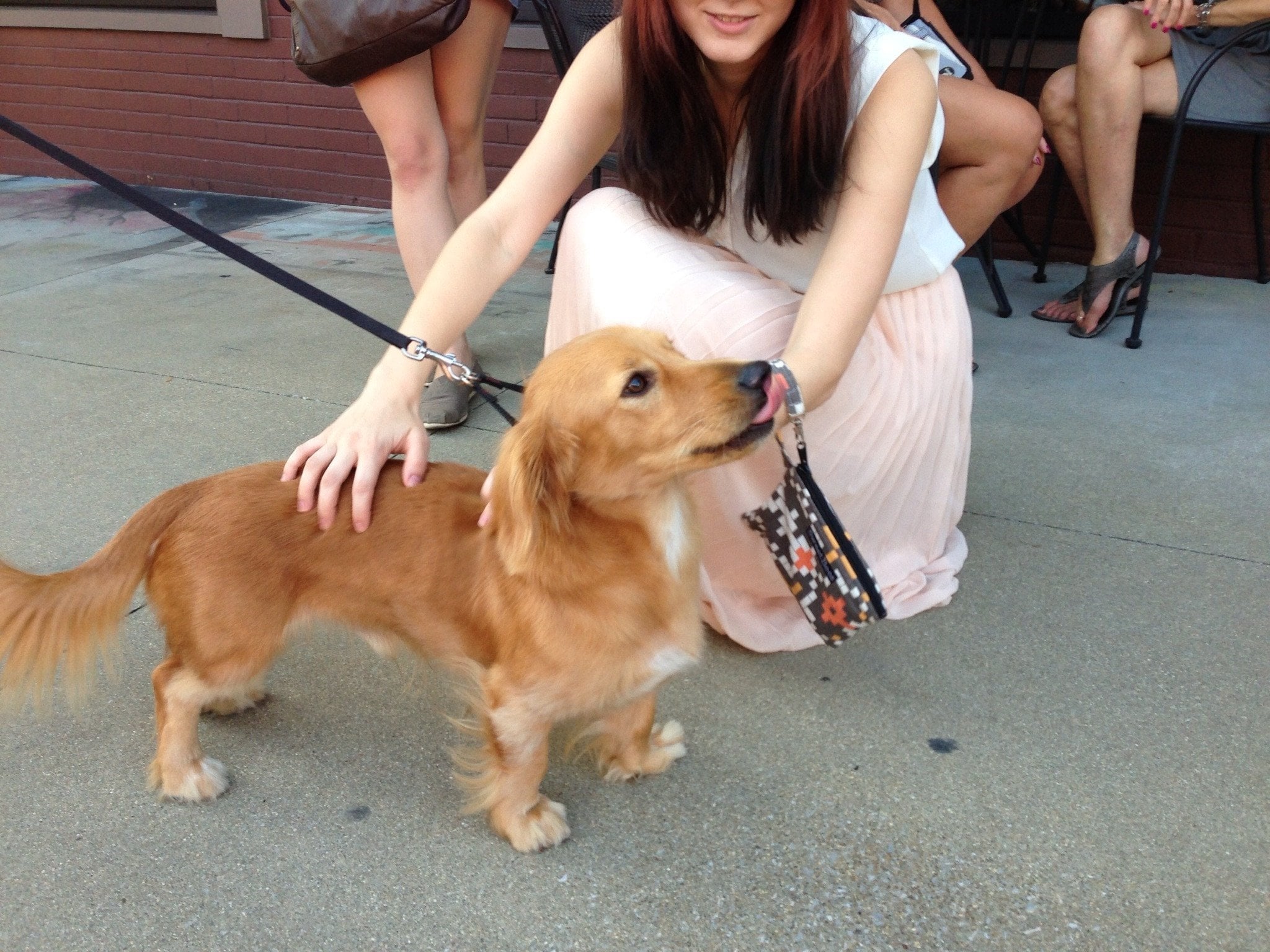 golden retriever mixed with a wiener dog