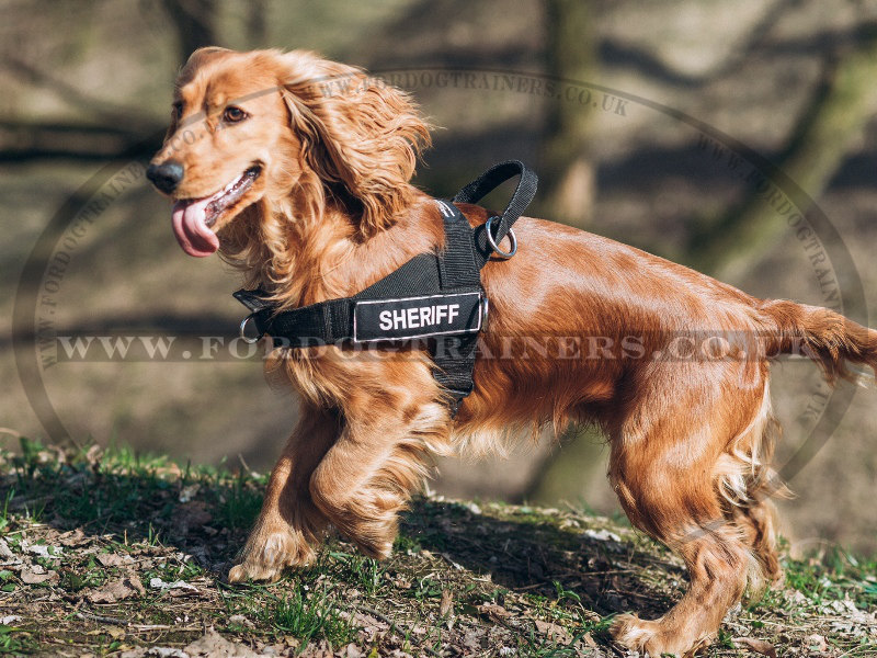 dog harness cocker spaniel