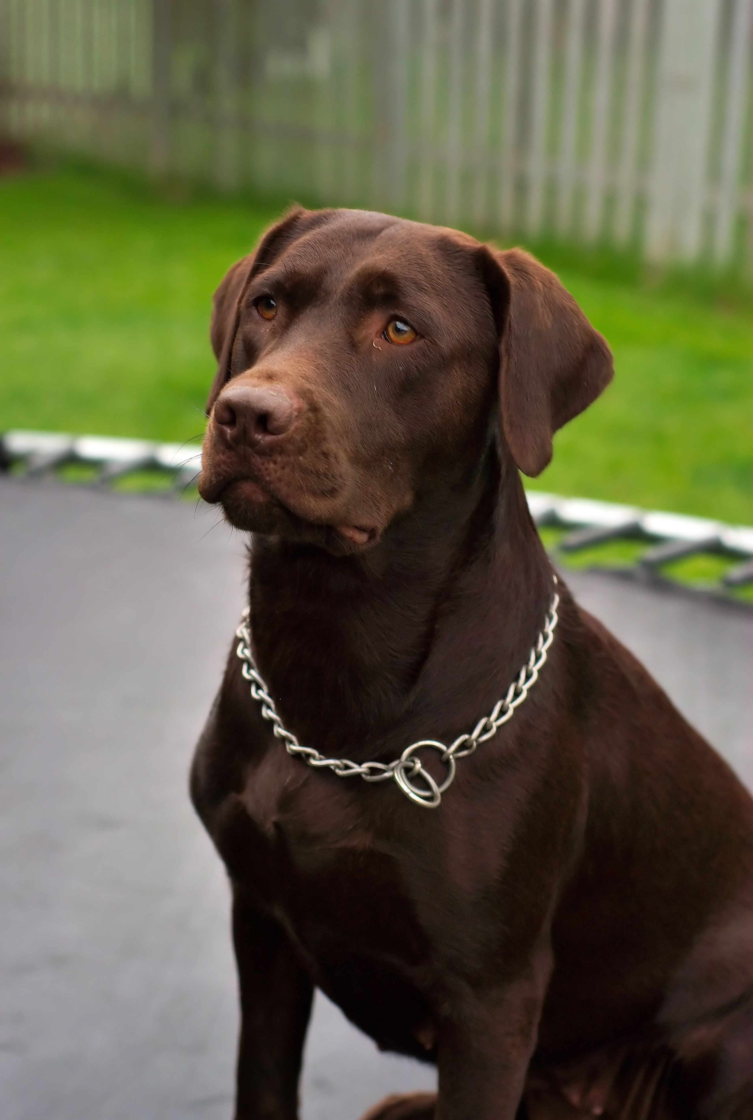 chocolate brown labrador retriever