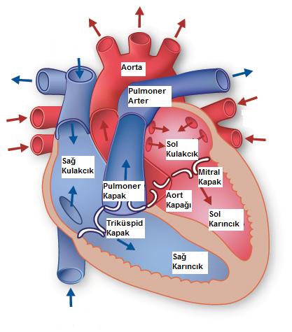 kalp anatomisi çizim