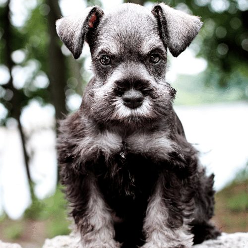 weight miniature schnauzer