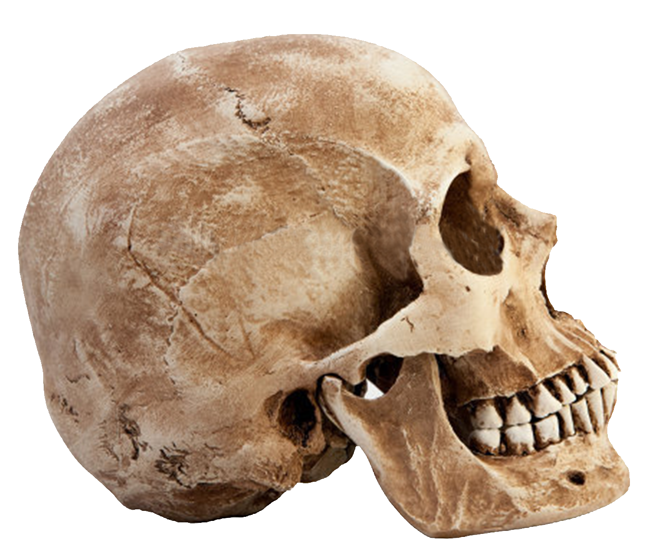 real skull png