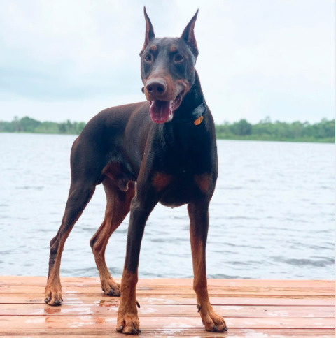 rottweiler cropped ears